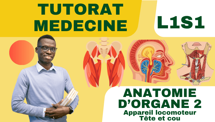 Tutorat médécine – Anatomie d’organes 1 (2) Tutorat médécine – Anatomie d’organes 1 (2)