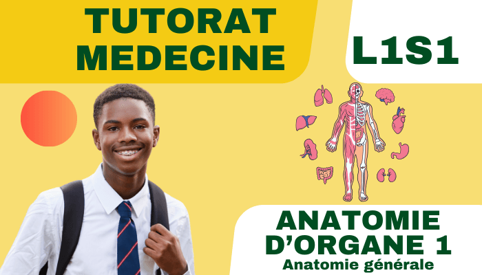 Tutorat médécine – Anatomie d’organes 1 (3)